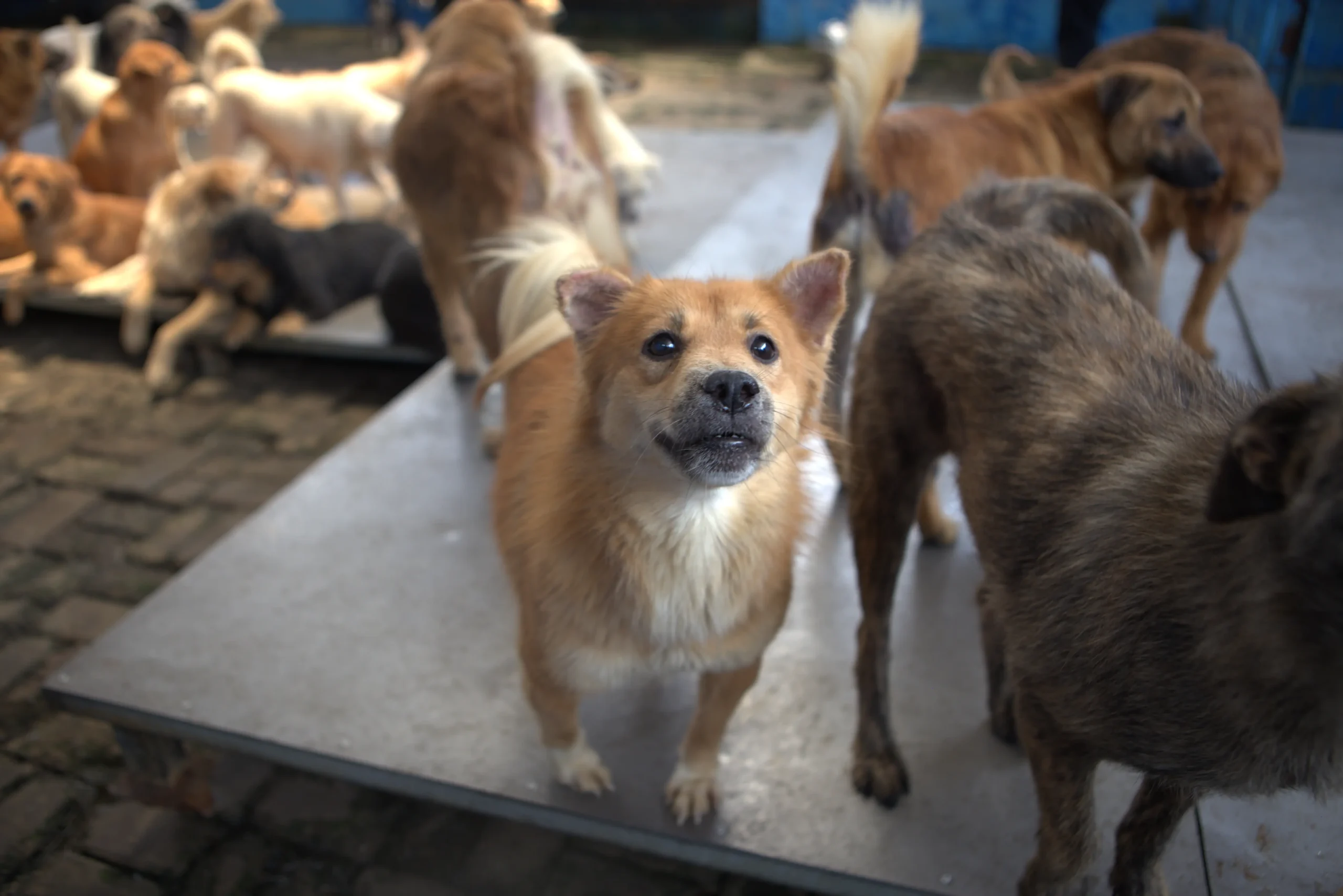Ulurkan Tangan dengan Berdonasi untuk Shelter Anjing