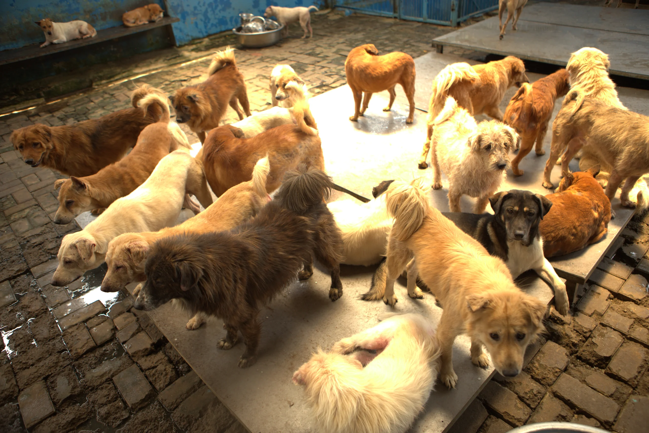 Donasi Shelter Terpercaya, Ciptakan Harapan Para Anjing Terlantar